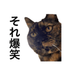 猫くんとトム2（個別スタンプ：1）