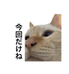猫くんとトム2（個別スタンプ：2）