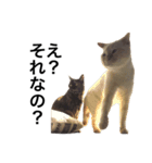猫くんとトム2（個別スタンプ：3）