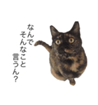 猫くんとトム2（個別スタンプ：6）