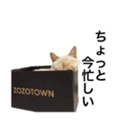 猫くんとトム2（個別スタンプ：9）
