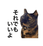 猫くんとトム2（個別スタンプ：10）
