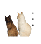 猫くんとトム2（個別スタンプ：11）