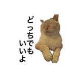 猫くんとトム2（個別スタンプ：12）