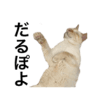 猫くんとトム2（個別スタンプ：15）