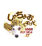 愛犬♡ハナコのスタンプ17（個別スタンプ：5）