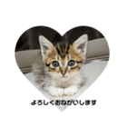 あざとい仔猫ちゃん（個別スタンプ：1）