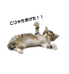 あざとい仔猫ちゃん（個別スタンプ：2）