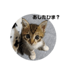 あざとい仔猫ちゃん（個別スタンプ：3）