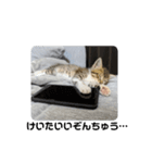 あざとい仔猫ちゃん（個別スタンプ：4）