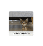 あざとい仔猫ちゃん（個別スタンプ：8）
