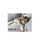あざとい仔猫ちゃん（個別スタンプ：9）