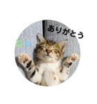 あざとい仔猫ちゃん（個別スタンプ：10）