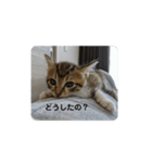 あざとい仔猫ちゃん（個別スタンプ：11）