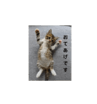 あざとい仔猫ちゃん（個別スタンプ：12）