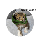 あざとい仔猫ちゃん（個別スタンプ：13）