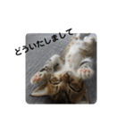 あざとい仔猫ちゃん（個別スタンプ：14）