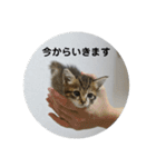 あざとい仔猫ちゃん（個別スタンプ：15）