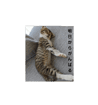 あざとい仔猫ちゃん（個別スタンプ：16）