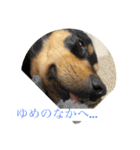 4つ目のラッキーちゃん 3（個別スタンプ：2）