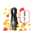 可愛らしいアフガンハウンド（個別スタンプ：1）