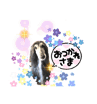 可愛らしいアフガンハウンド（個別スタンプ：4）