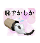 家族と一緒に博多弁と標準語と時々英語（個別スタンプ：1）