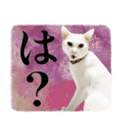 家族と一緒に博多弁と標準語と時々英語（個別スタンプ：10）