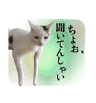 家族と一緒に博多弁と標準語と時々英語（個別スタンプ：11）