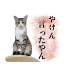 家族と一緒に博多弁と標準語と時々英語（個別スタンプ：27）