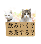 家族と一緒に博多弁と標準語と時々英語（個別スタンプ：30）