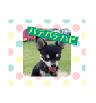 ハピハピスタンプ3（個別スタンプ：3）