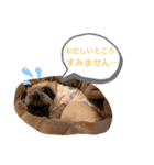 ぱぐたくん③（個別スタンプ：7）