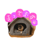 ぱぐたくん③（個別スタンプ：8）