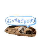 ぱぐたくん③（個別スタンプ：11）