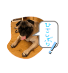 ぱぐたくん③（個別スタンプ：16）
