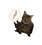 クロコタびったん（個別スタンプ：2）
