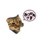 クロコタびったん（個別スタンプ：5）