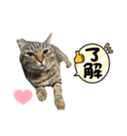 クロコタびったん（個別スタンプ：6）