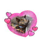 わんふれ♡（個別スタンプ：12）