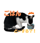 ★ちゃこの日常スタンプ★（個別スタンプ：3）