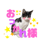 ★ちゃこの日常スタンプ★（個別スタンプ：5）