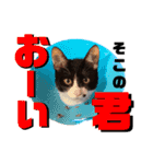 ★ちゃこの日常スタンプ★（個別スタンプ：8）
