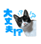 ★ちゃこの日常スタンプ★（個別スタンプ：13）