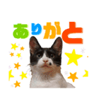 ★ちゃこの日常スタンプ★（個別スタンプ：16）