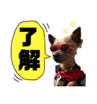 うちのあいどるちゃん（個別スタンプ：1）