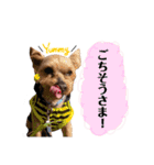 うちのあいどるちゃん（個別スタンプ：4）