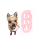 うちのあいどるちゃん（個別スタンプ：10）