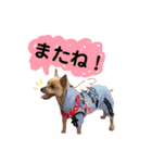 うちのあいどるちゃん（個別スタンプ：20）