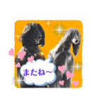 元気いっぱいアフガンハウンド（個別スタンプ：15）